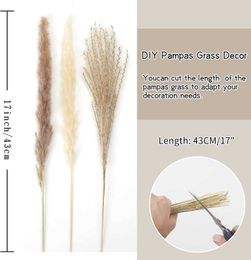 Dried Flowers Natural Grass 17In Decor is Used for Flower Arrangement Family Garden and Wedding Decoration 65PCS