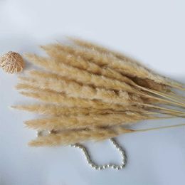 Dried Flowers 15Pcs Natural Reed Phragmites Grass Fiori Secchi Plants Living Room Decor Wedding Marriage Decoration