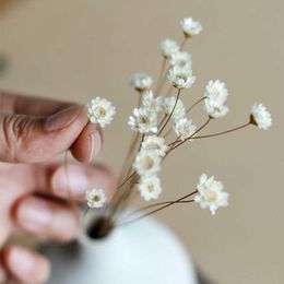 Dried Flowers 30pcs/0.6-1CM Head Real Natural White Little Star Dry Mini Daisy Bouquet For Resin Jewellery AccessoriesHome Decor