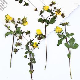 Decorative Flowers Strawberry With Stems Dried Pressed Flower For DIY Decoration 1 Lot/120pcs Free Shipment