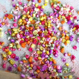 Dried Flowers Head Dry Daisy Plants for Epoxy Resin Pendant Necklace Jewellery Making Craft DIY Nail Art