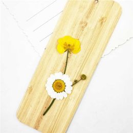 Dried Flowers 6-9cm/16pcs Natural Colour Pressed buttercup with Eternal flower for DIY Bookmark Gift Card christmas candlestick decoration