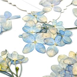 Dried Flowers 12pcs Nature Pressed Hydrangea with DIY Wedding invitations Craft Photo Bookmark Gift Card facial/Nail Art Decor
