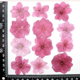 Dried Flowers 3-5cm/12pcs Nature Pressed cherry blossoms Real flower petals DIY Wedding invitation Craft Gift Card Flores Facial Decoration