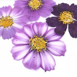 Dried Flowers 50pcs 4-7cm Pressed Purple Cosmos Bipinnata Flower For Postcard Jewellery Bookmark Craft DIY Accessories