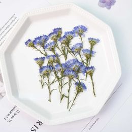 Dried Flowers 3-5cm/24PCS Dual-Colored Peacock Grass Pressed Real Flower Frame card Decoration Drop Glue DIY Coaster Handcraft Material