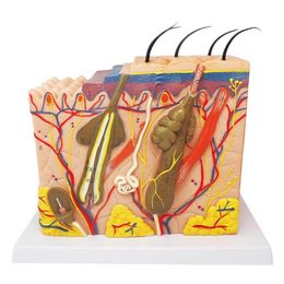 Other Office School Supplies Free Postage Science Model Human Skin Anatomy Layers of Hair Tissue Internal Structure for Teaching Training 230627