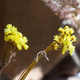 Dried Flowers Real Natural Little Star Dry Mini Daisy Bouquet For Resin Jewellery Home Decorwedding Ceremony Or Rarty