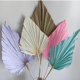 Decorative Flowers 2pcs/18 40cm Natural Dried Fan Palm Eternell Display Arrange Branch Art Craft Home Wedding Decoration Po Props