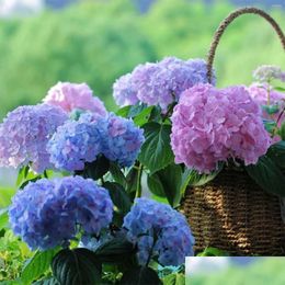 Decorative Flowers Wreaths Artificial 6 Bundles Outdoor Hydrangea Fake For Decoration Uv Resistant No Fade Faux Plastic Plants Garden Dhffb