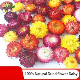 Decorative Flowers Natural Dried Chrysanthemum Heads For Wedding Garden Decoration Flower Wall Daisy Party Home Decor DIY Accessories