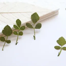 Decorative Flowers 4-5cm/12pcs Nature Pressed Wild Strawberry Leaves Dried DIY Glue Drop Po Frame Phone Case Plant Material