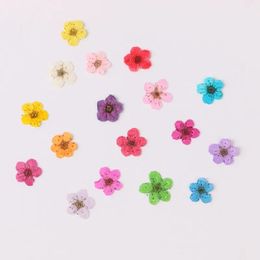 Decorative Flowers Wreaths 100pcs Mini Pressed Dried Narcissus Jonquilla Flower Plant Herbarium For Epoxy Resin Postcard Nailart Craft DIY 231020