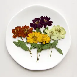 Decorative Flowers 60pcs Pressed Dried Zinnia Elegans Jacq Flower Stem Herbarium For Resin Epoxy Jewellery Card Bookmark Frame Phone Case