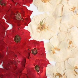 Decorative Flowers 3-5cm/12pcs Real Dual Colour Flame Rose Head Dry Flower White DIY Drop Glue Material Multi Petal Frame Decor