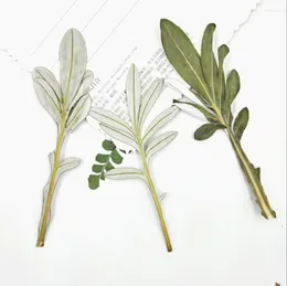 Decorative Flowers 100pcs Pressed Dried Gazania Rigens Moench Leaves Plant Herbarium For Jewelry Postcard Invitation Card Phone Case