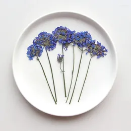 Decorative Flowers 60pcs Pressed Dried Verbena Bonariensis L. Flower Herbarium Resin Epoxy Jewellery Card Bookmark Frame Phone Case Makeup