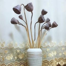 Decorative Flowers 10pcs Dried Flower Lotus Pods With Stems Bonsai Decor Seedpod Of Real Plants For Home DecorNo Vase