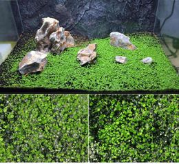 Decorations Aquarium plant seeds 10g tongue-like inflorescence partial flower Callus easy to grow aquatic plant grass seed fishbowl lawn decorat for 30x30cm