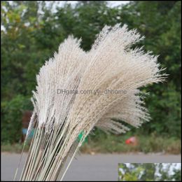 Decorative Flowers Wreaths Dried Flower 50Pcs/Lot Wholesale Phrag Mites Natural Decorative Pampas Grass For Home Wedding Decoration Dhyl0