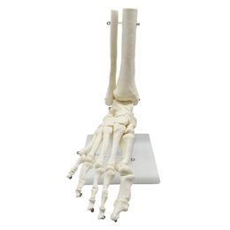 Halloween Toys 1 1 Lifesize Human Foot Skeleton Anatomy Model Science Teaching Resources Drop 220908