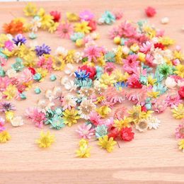 Faux Floral Greenery Wholesale 50 Gparty Dried Flower Head Daisy Plants For Epoxy Resin Pendant Necklace Jewelry Making Craft Diy Nail Art Accessories J220906