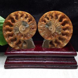 Decorative Figurines 2pc Big Size Madagascar Iridescent Ammonite Natural Stones And Minerals Specimen