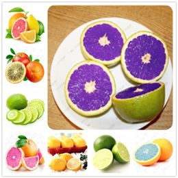 20 PCs Bolsa de frutas comest￭vel Meyer Lemon Seeds