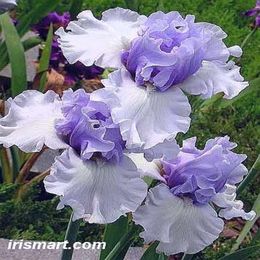 Grande promozione 100 pezzi Iris Seeds Seeds Bonsai Flower Seeds Heilloom Iris Tectorum Semi di fiori perenni rari Palnt per Home Garden282O
