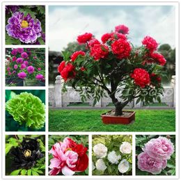 10 pezzi Semi di alberi peonici Bonsai per interni Fiori doppi petali fiori colorati semi di fiori neri rari per giardino domestico