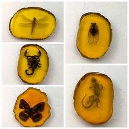 Decorative Figurines Collection Chinese Beautiful Amber Dragonfly Fossil Insects Gecko Manual Polishing Exquisite Gift Home Crafts Decor