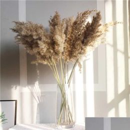 Decorative Flowers Wreaths Light Color Wedding Flowers Bunch Natural Dried Pampas Grass Flower Beautif Reed Christmas Home Decorat Dhhfj