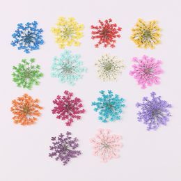 Decorative Flowers Wreaths 120 pcs/Lot Natural Dried White Lace Pressed Plant for Nail Art Snow Bead Floras DIY Gift Craft Phone Shell Case Deco 221122