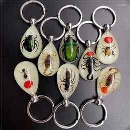 Keychains Fashion Amber Resin Keychain Real Insect Scorpion Ants Noctilucent Keyring Gift Wholesale