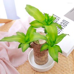 Decorative Flowers Home Decor Brazilian Wood Green Plant Lucky Hydroponic Potted Plants Artificial Indoor Office Desktop Decoration