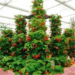 100pcs kırmızı tırmanma çilek tohumu egzotik çok renkli tatlı meyveler bahçe bonsai çiftçi kapalı bitkiler için tohum tohumu