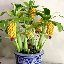 50pcs甘いバナナの種Bonsai Tree Outdoor Preneny Prenny Plance Plants Milk Taste Organic Fruit Seeds for Home Garden