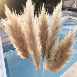 Decorative Flowers 6/8PC Natural Dryness - Wedding Bouquet Is A Favourite Colour Within The Dried Pampas Grass Decor Flower