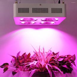 Grow Lights Благоприятный 800 Вт наборы светодиодных лампочек Прямой поставки с высоким качеством для гидропоники Greehouse