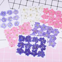 Decorative Flowers 12Pcs Pressed Dried Flower Plant Epoxy Resin Card Phone Bookmark Specimen DIY Accessories Craft Materials Home Decoration