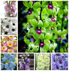 100 pcs bag Color Dendrobium Orchid Plants Potted Blooming Flower Bonsai Flore Plant for Home Garden Pot Planting The Budding Rat2834003