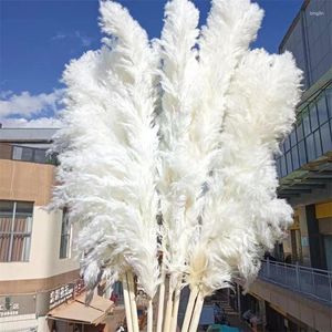 Декоративные цветы 120 см Белые натуральные пампасные травы Декор Высокие бежевые большие сушеные для свадебных цветочных композиций в стиле бохо Сад Домашняя комната