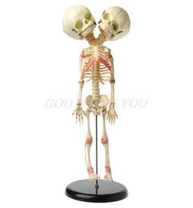 Halloweenowe zabawki 37 cm ludzka podwójna głowa szkielet dziecięcy szkielet anatomii mózgu badanie nauczania modelu anatomicznego Halloween Bar ORNA6864132