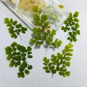 装飾的な花12pcsプレスドライフラワーadiantum capillus-veneris L.