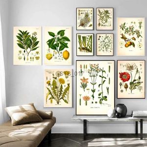 Pinturas vintage botânico cartazes e impressões cozinha parede fotos plantas medicinais de koehler pintura em tela para sala de estar decoração casa