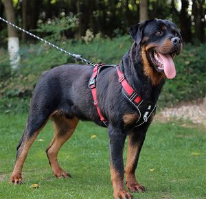 Hundsele för medelstora hundar ingen drag reflekterande hundväst sele justerbar husdjurssel med 2 koppelklämmor ingen choke hundväst med enkelt kontrollhandtag