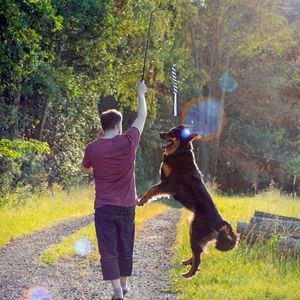 Abbigliamento per cani Pole Dogs For S Teaser Tugextendable Interactive War Of Pet Puppy Tail Chasing Spring Wand Equipment Training