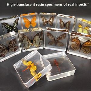 Estatuetas decorativas jardim de infância ensinando brinquedos para crianças animais espécimes de insetos reais borboleta resina âmbar ornamentos libélulas