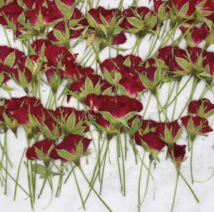 Dekorativa blommor 120st pressade torkade rosblommor växter herbarium för hartsmycken som gör vykort ramtelefonfodral hantverk diy