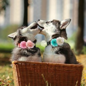 50/100ps Flower-Collar Slidable Pet Dog Bowties For Dogs Collar Accessories Flowr Bow Tie For Small Dog Cat For Dog Accessories